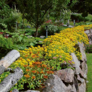 Sedumtak | Sedum Og Grønne Løsninger Som Varer | Blomstertak AS